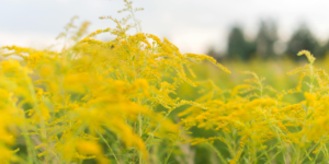 best cannabis strains for spring allergies