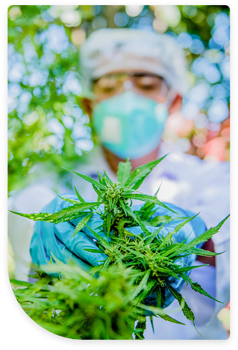 Virtual and In-Person Appointments with a Medical Cannabis Provider