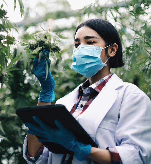 Medical Cannabis Certification in Beverly