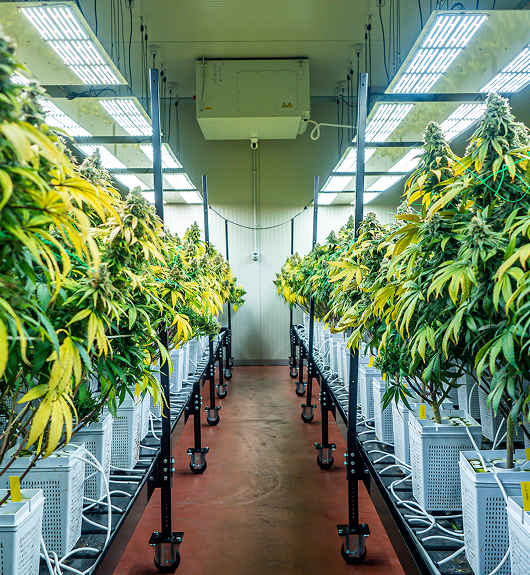 Medical Cannabis Certification in Danvers