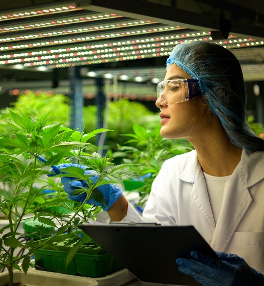 Medical Cannabis Certification in Somerville