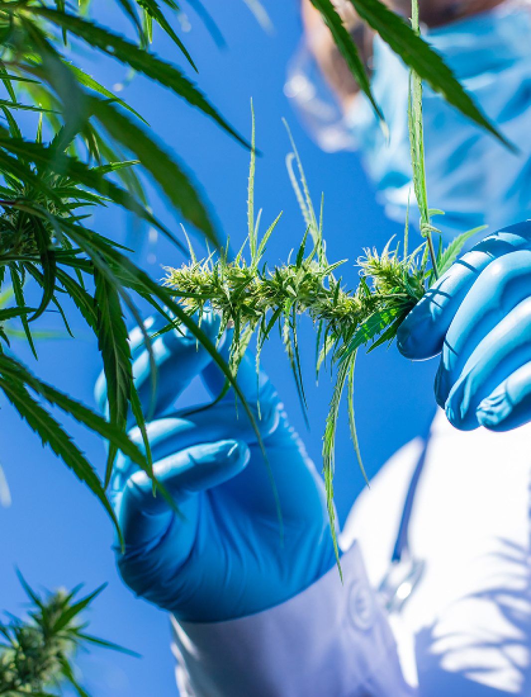 A doctor Holding a Medical Cannabis