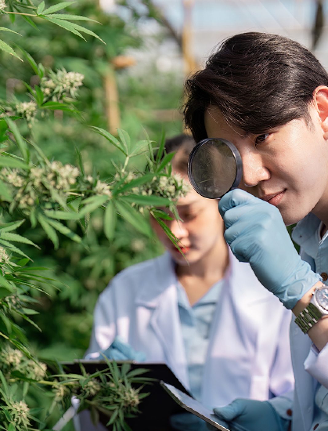 Agronomists doing a quality control in a hemp