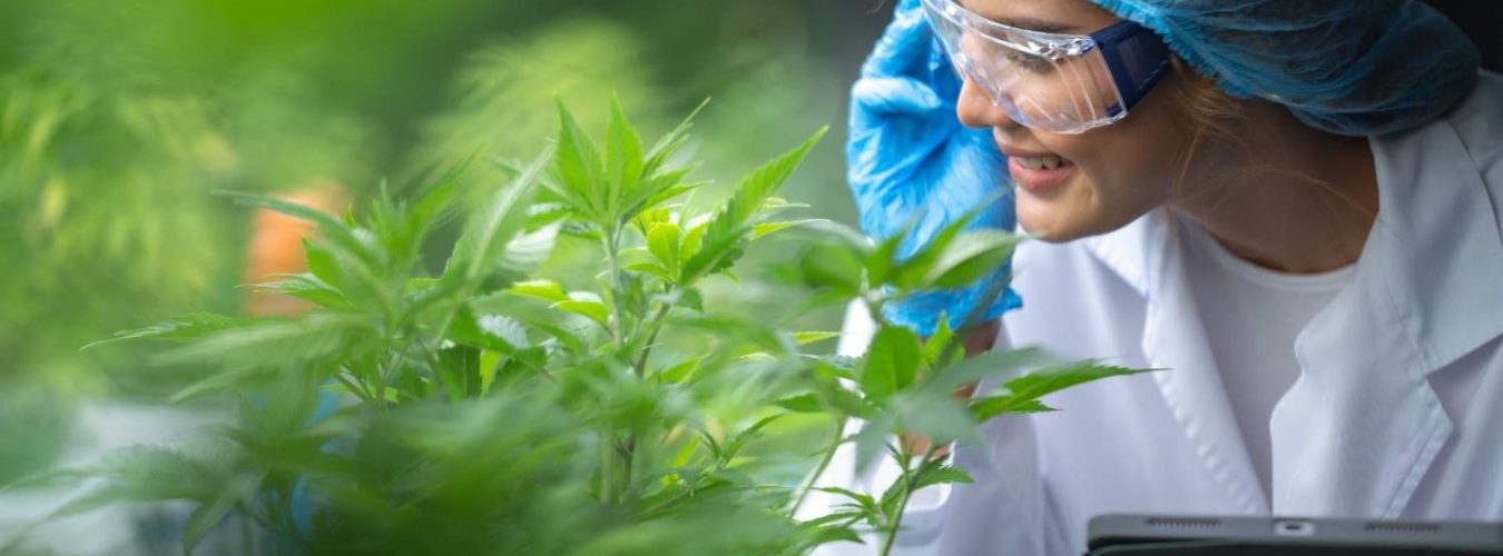 grow-facility-for-cannabis-hemp-plants-farm-for-hi-2025-04-01-23-13-09-utc (1)