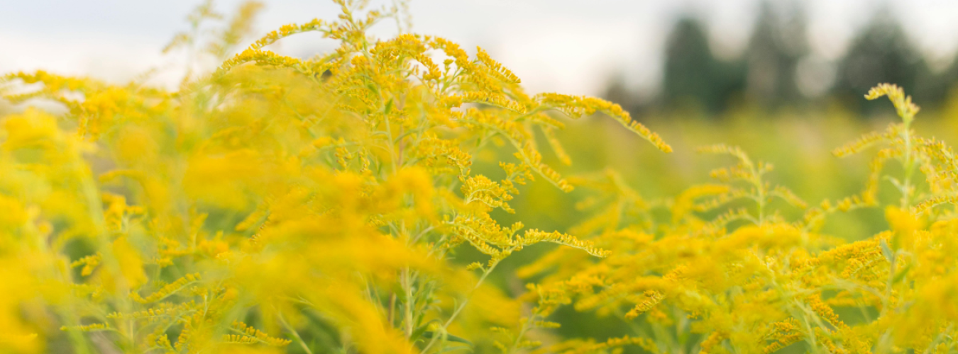 best cannabis strains for spring allergies