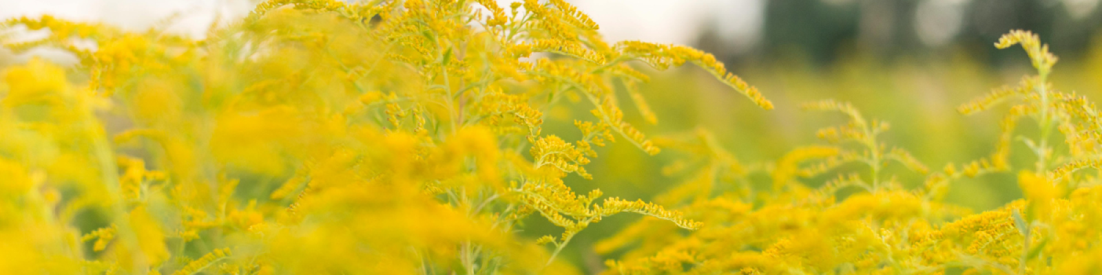 best cannabis strains for spring allergies