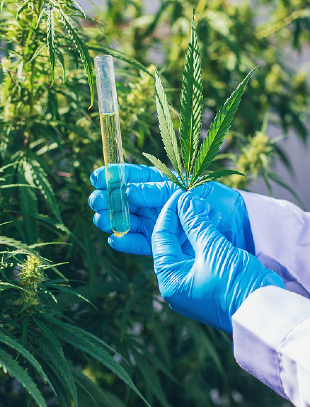 Scientist checking and analizing