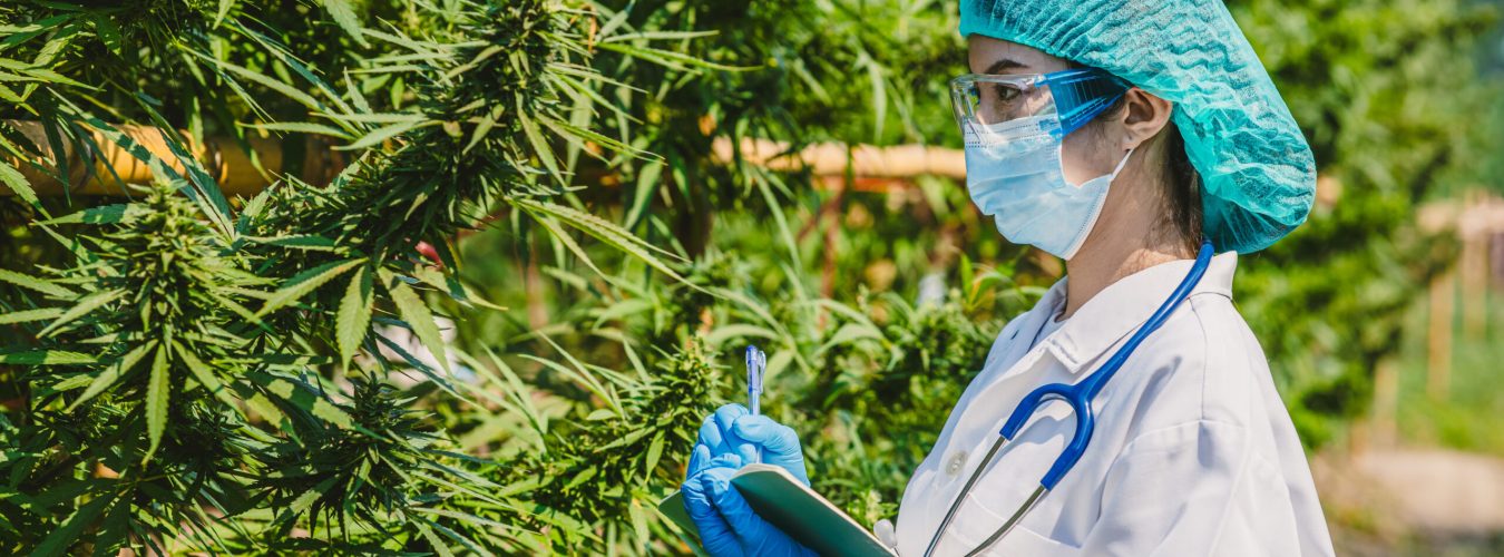 Scientist doctor working in hemp cannabis farm for herbal pharmacy, Research in plant agriculture.